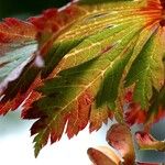 Acer japonicum Leaf