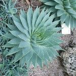 Aloe polyphylla Blad