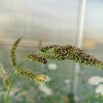 Echinochloa muricata Flower