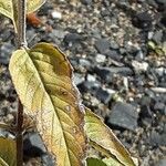 Monarda fistulosa Лист