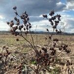 Hypericum punctatumFruit