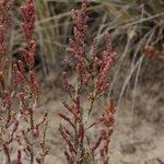 Salicornia perennis Агульны выгляд