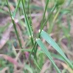 Aegilops ventricosa Likasa