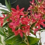 Ceratopetalum gummiferum Fruto
