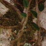 Microgramma vacciniifolia 樹皮