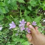 Campanula tracheliumFiore