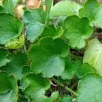 Heuchera rubescens List