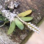 Bolusiella maudiae Flors