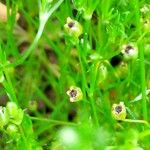 Sagina procumbens Fruto