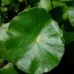 Hydrocotyle verticillata Feuille