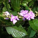 Macropsychanthus malacocarpus Flower