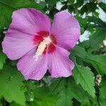 Hibiscus syriacusFlor