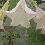 Brugmansia suaveolens Blomst