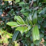 Ziziphus pubescens Leaf