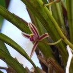 Cymbidium aloifolium Flor