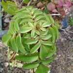 Kalanchoe prolifera Лист