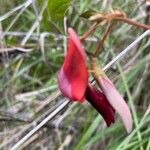 Kennedia rubicunda