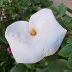 Zantedeschia aethiopicaBlüte