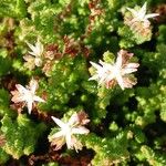 Sedum moranense Flower
