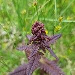 Pedicularis recutita Цветок