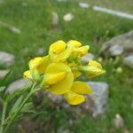 Lathyrus pratensis Flor