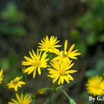 Chrysopsis mariana Flower