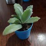 Kalanchoe millotii برگ