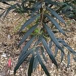 Mahonia fortunei Лист