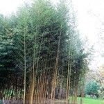 Phyllostachys aureosulcata Συνήθη χαρακτηριστικά