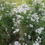 Achillea millefolium Habit