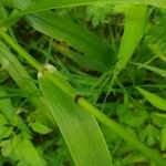 Lolium giganteum Leaf