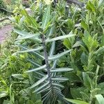 Euphorbia lathyris Folha
