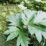 Heracleum sosnowskyi List