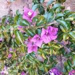 Bougainvillea glabraBlomma