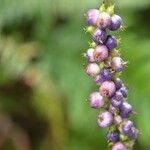 Gonzalagunia hirsuta Fruit