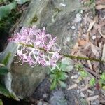 Dipodium variegatum Flor