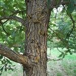 Quercus macrocarpa Bark