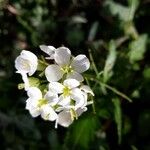 Diplotaxis erucoides Bloem