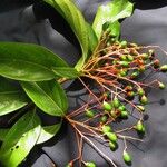 Nectandra purpurea Іншае