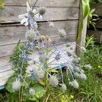 Eryngium planum Flower