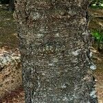 Araucaria heterophylla Bark