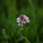 Traunsteinera globosa Floare