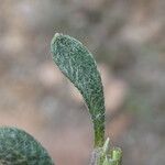 Alyssum montanum Lehti