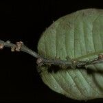Heisteria cauliflora Õis