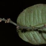 Heisteria cauliflora Kwiat