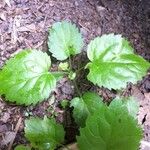 Circaea alpina Leaf