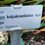 Tulipa kolpakowskiana Arall