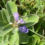 Vitex trifolia Flower