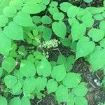 Aralia racemosa Flower