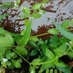 Rostellularia procumbens 整株植物